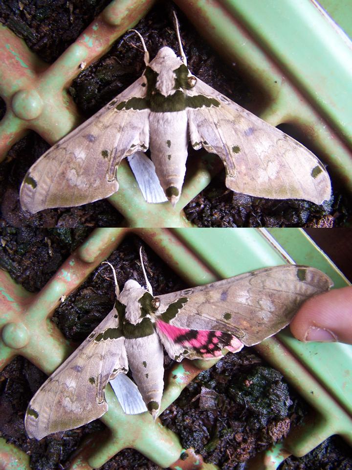 FIGURE 2 FIGURE 2